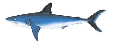 Mako