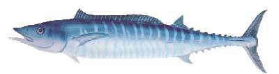 Wahoo