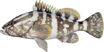Nassau Grouper