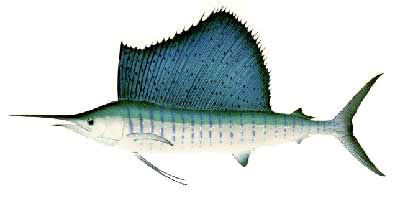 Sailfish