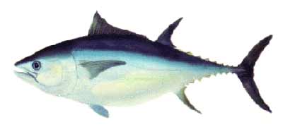 Tuna