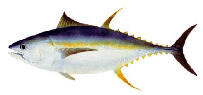 Yellowfin Tuna