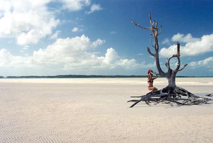 Lone Tree